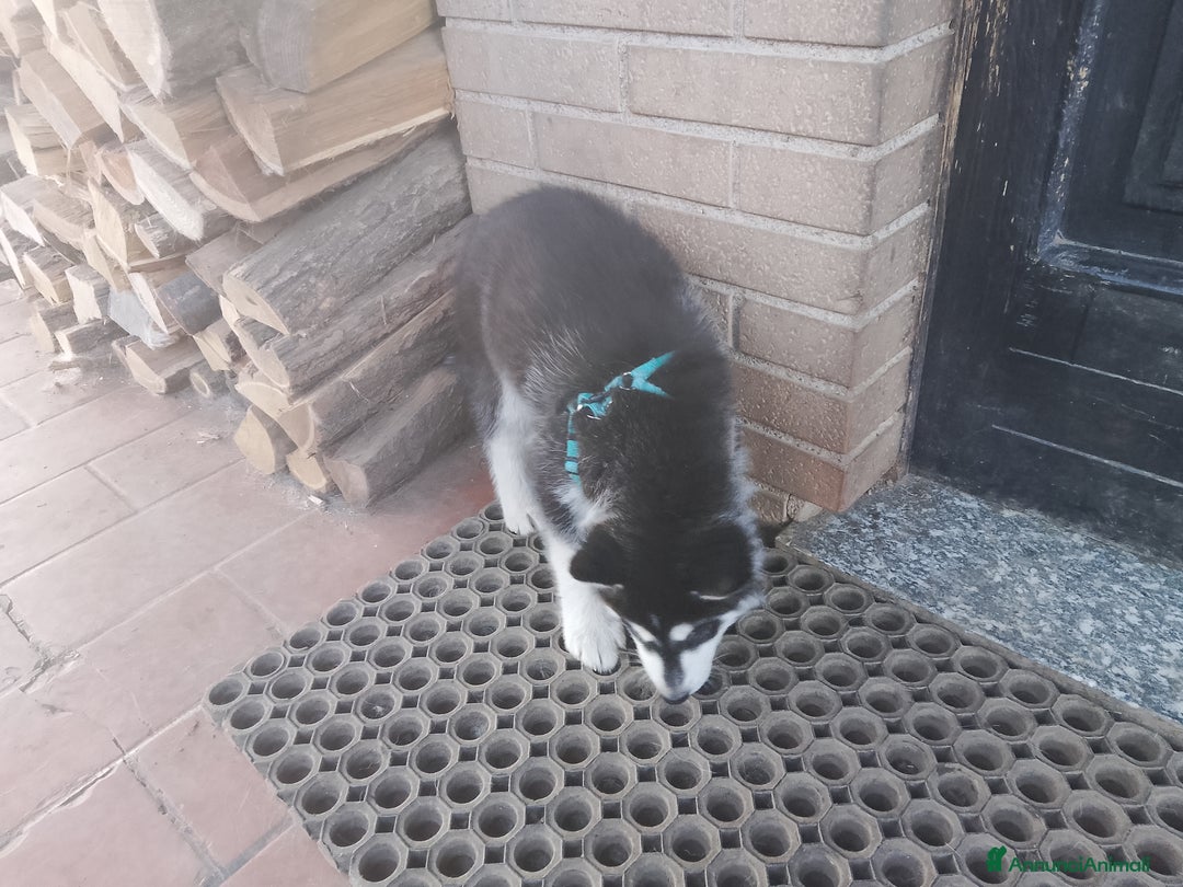 Husky cani in vendita: Cucciolo di siberian husky  - Annuncio 5