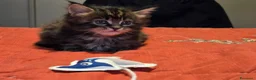 Maine Coon gatti in vendita: Vendo cuccio Maine Coon senza pedigree - Annuncio 6