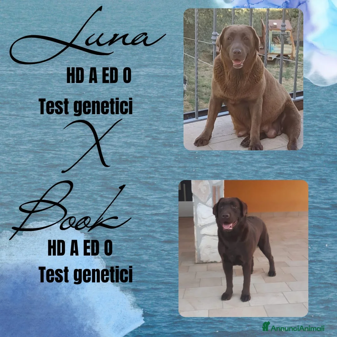 Labrador cani in vendita: Labrador cioccolato con pedigree  - Annuncio 1