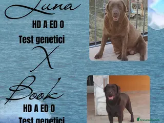 Labrador cani Labrador cioccolato con pedigree - Annuncio 2