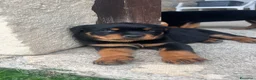 Rottweiler cani in vendita: Cuccioli di Rottwailer - Annuncio 3