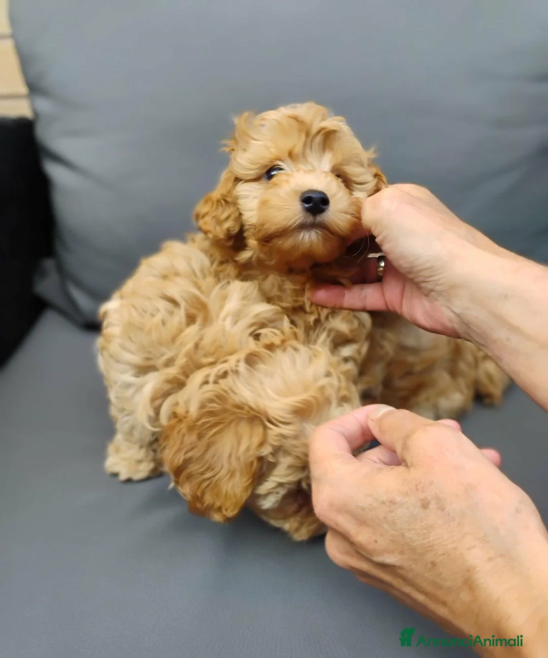 Meticcio cani in vendita: Cucciolata di 4 maschietti di Maltipoo - Annuncio 6