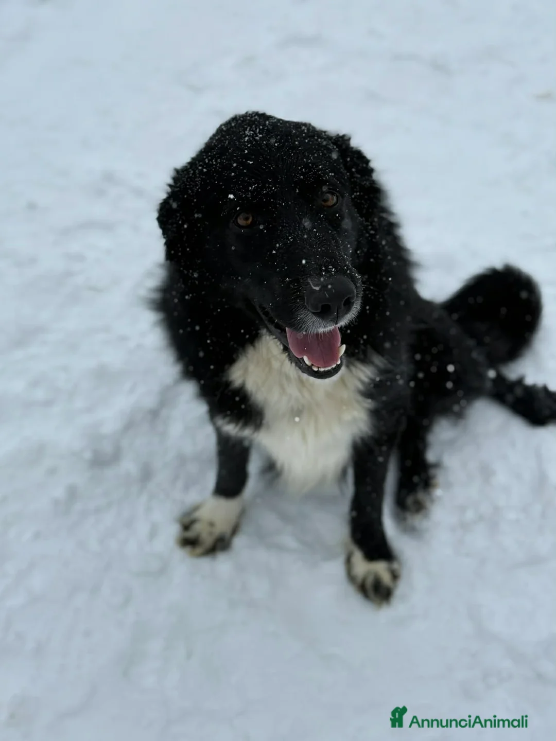 Meticcio cani in regalo: DEJAN, affettuosissimo cagnolone di taglia GRANDE - Annuncio 9