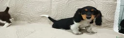 Bassotto cani in vendita: Bassotti tedeschi  - Annuncio 6