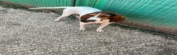 Meticcio cani in regalo: LA SPLENDIDA PENELOPE ASPETTA TE - Annuncio 4