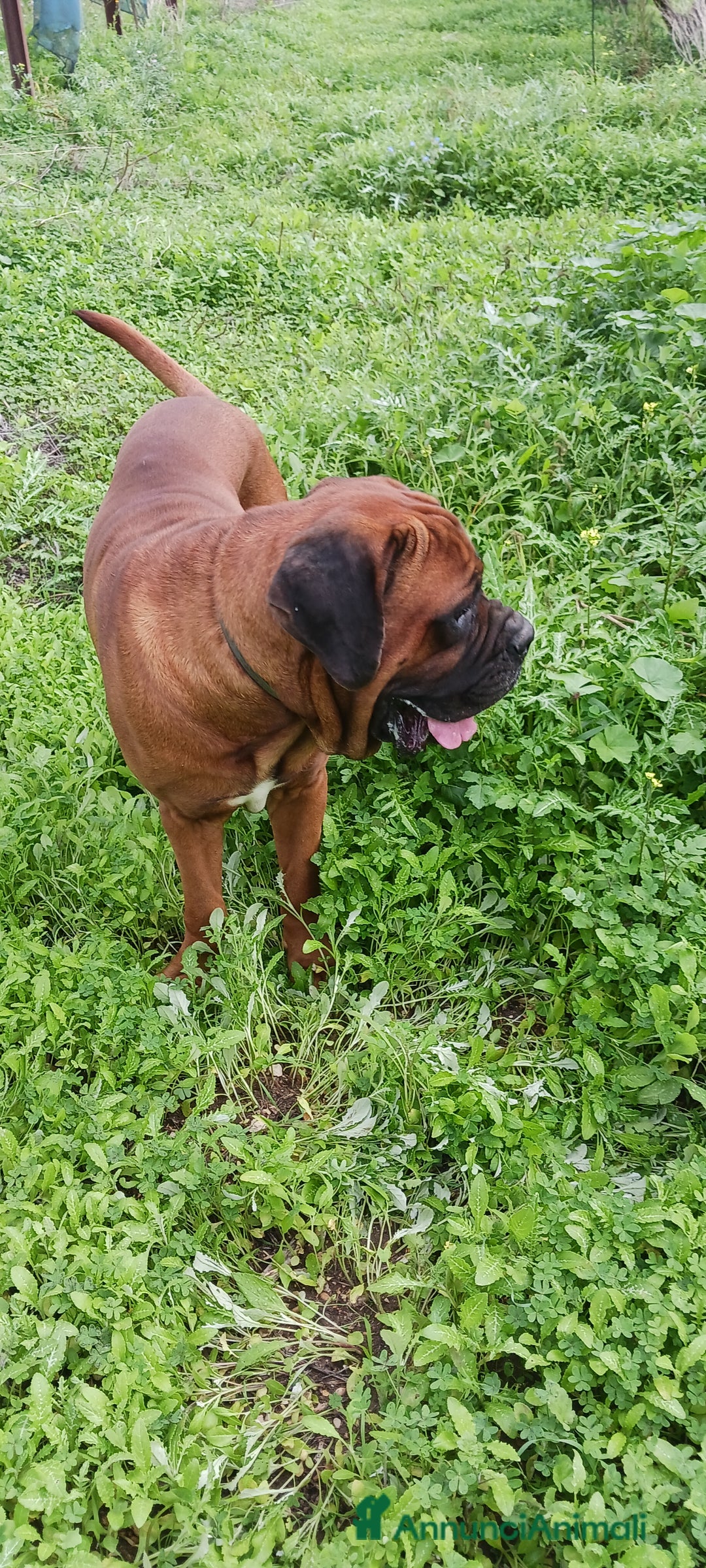 Cane Corso cani per accoppiamento: Cane Corso Disponibile per Monta–Razza originale  - Annuncio 4