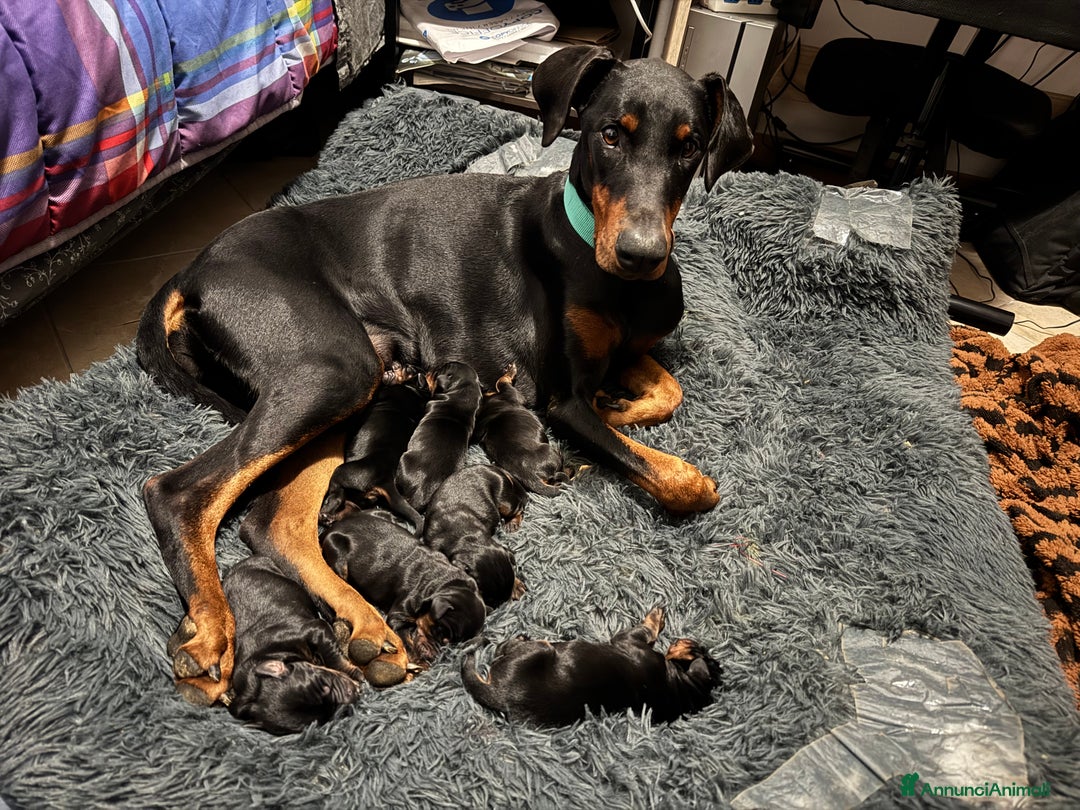 Dobermann cani in vendita: Cuccioli di dobermann - Annuncio 6