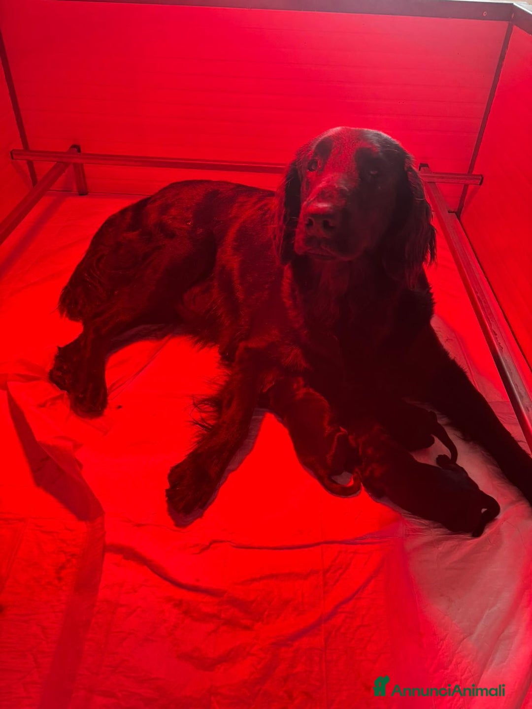 Flat Coated cani in vendita: Cuccioli Flat Coated Retriever - Annuncio 2