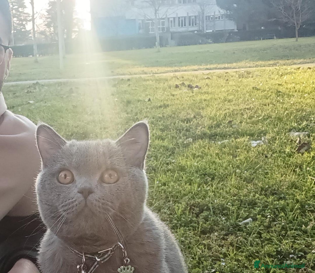 British gatti per accoppiamento: Yiko british shorthair cerca fidanzata  a Città Metropolitana di Milano - Immagine 5