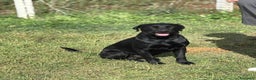 Meticcio cani in regalo: Rocky simil labrador retriever in adozione - Annuncio 4