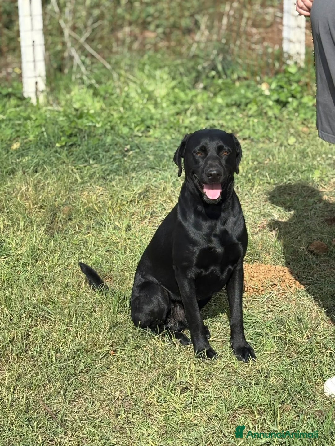 Meticcio cani in regalo: Rocky simil labrador retriever in adozione - Annuncio 4