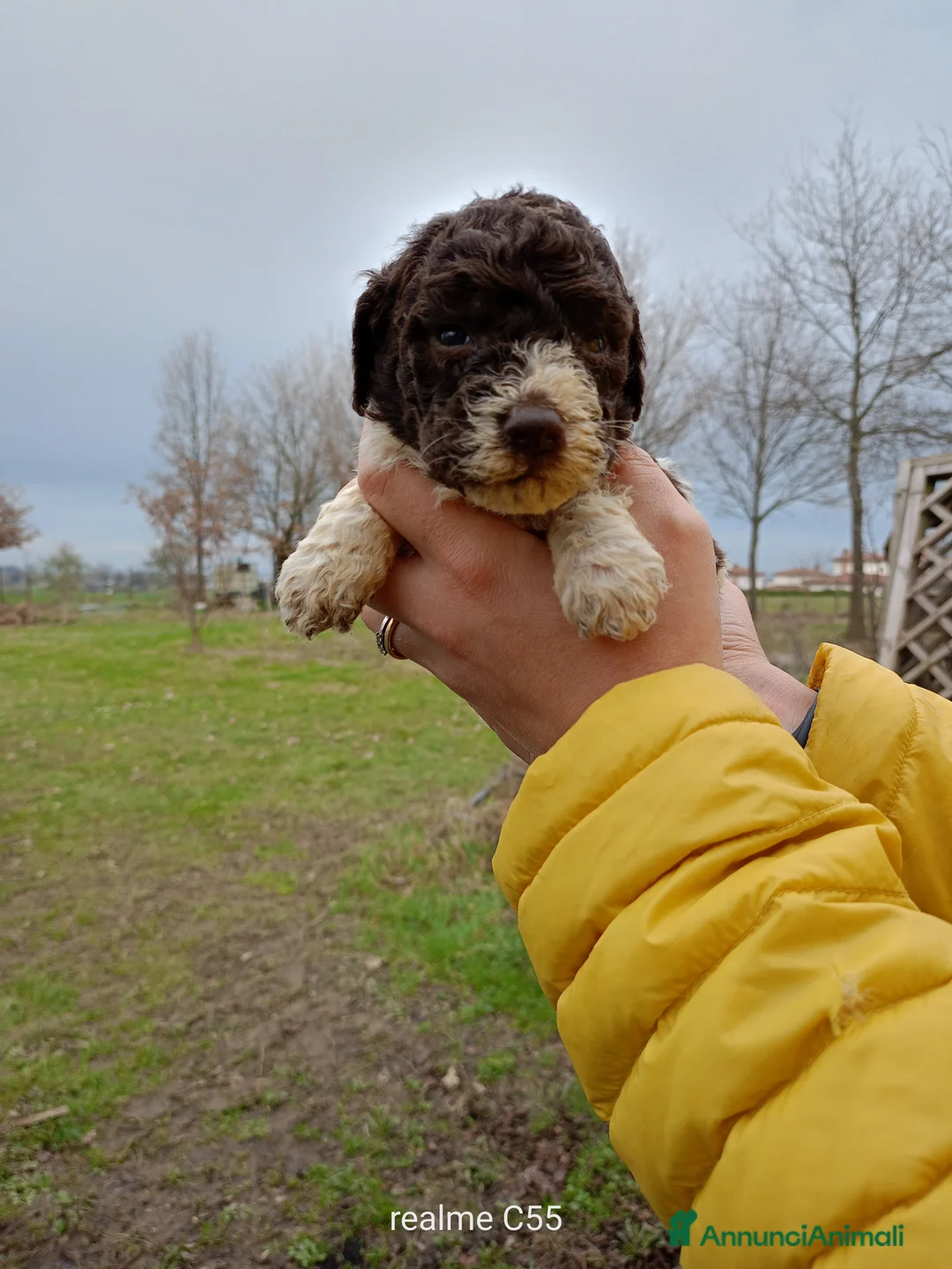 Lagotto cani in vendita: Vendo Lagotto romagnoli - Annuncio 3