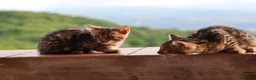 Bengala gatti in vendita: Cuccioli Bengala a Provincia di Cosenza - Annuncio 22