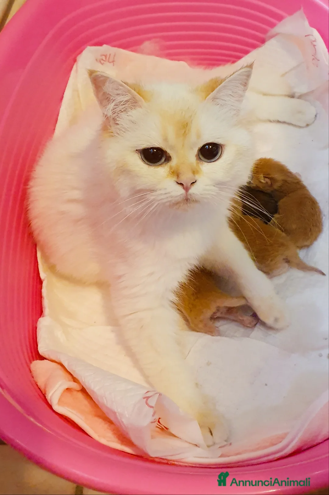 British gatti in vendita: British Golden cuccioli  a Provincia di Treviso - Annuncio 2