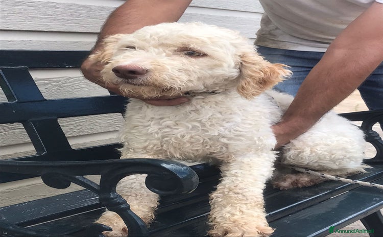 Lagotto cani - Annuncio 1