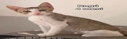 Europeo gatti in regalo: GATTINI ABBANDONATI: EMERGENZA  a Città metropolitana di Milano - Annuncio 5
