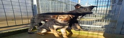 Meticcio cani in regalo: Andrea: 1anno taglia contenuta timido dolce  a Città Metropolitana di Genova - Annuncio 10