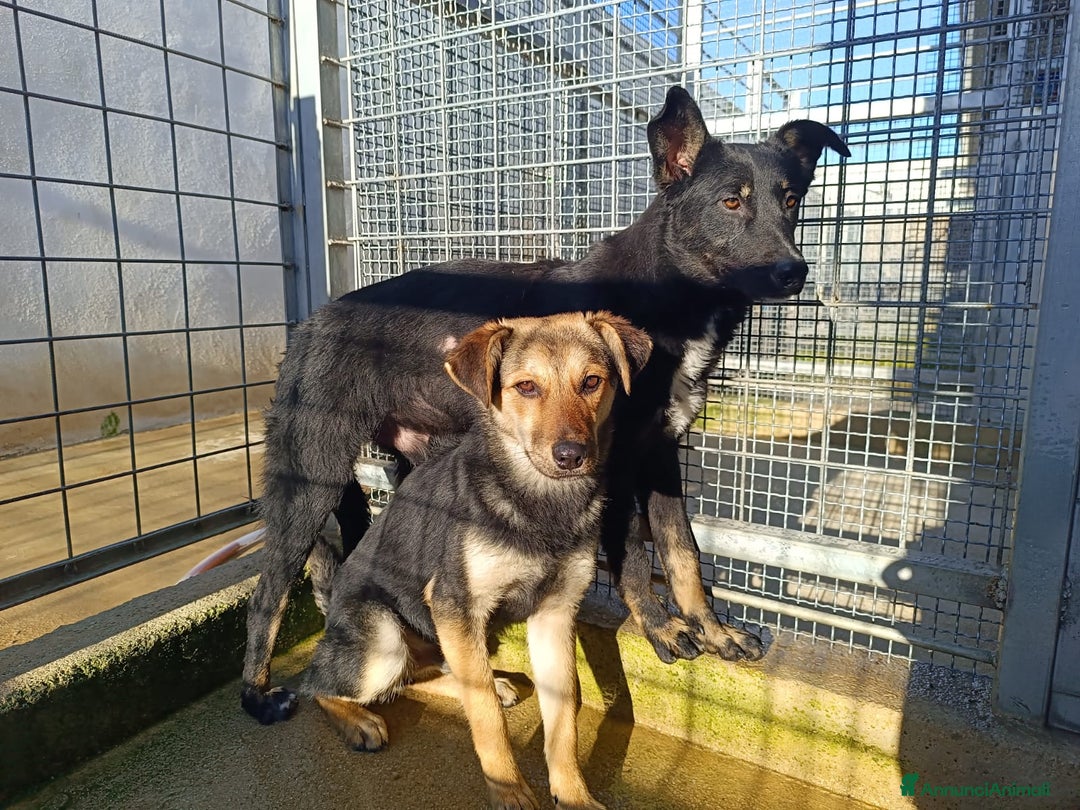 Meticcio cani in regalo: Andrea: 1anno taglia contenuta timido dolce  a Città Metropolitana di Genova - Immagine 9