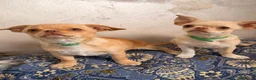 Chihuahua cani in vendita: Vendesi a Città Metropolitana di Torino - Annuncio 3