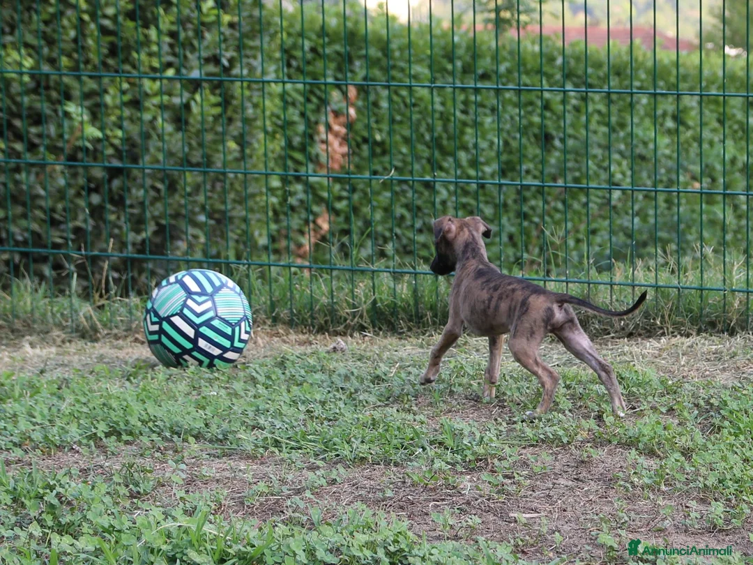 Whippet cani in vendita: Cucciolo maschio - Annuncio 2