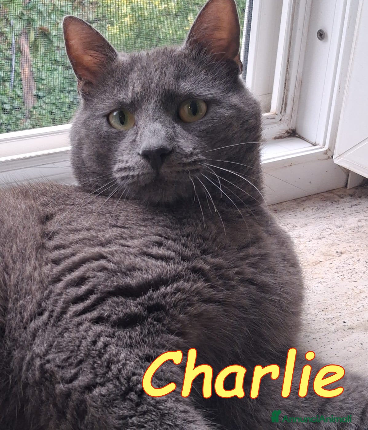 Certosino gatti  CHARLIE SIMILCERTOSINO STUPENDO - Annuncio 1