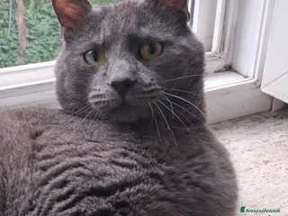 Certosino gatti CHARLIE SIMILCERTOSINO STUPENDO - Annuncio 1