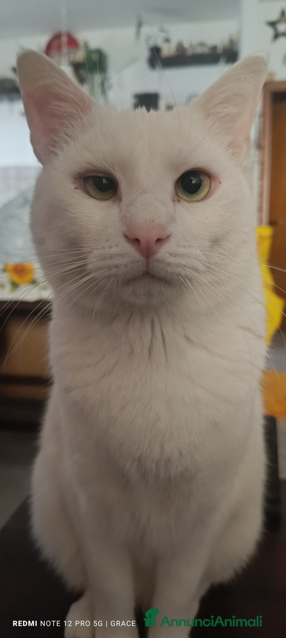 Meticcio gatti GATTO - Annuncio 6