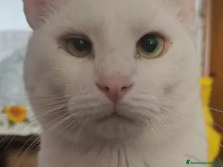 Meticcio gatti GATTO - Annuncio 6