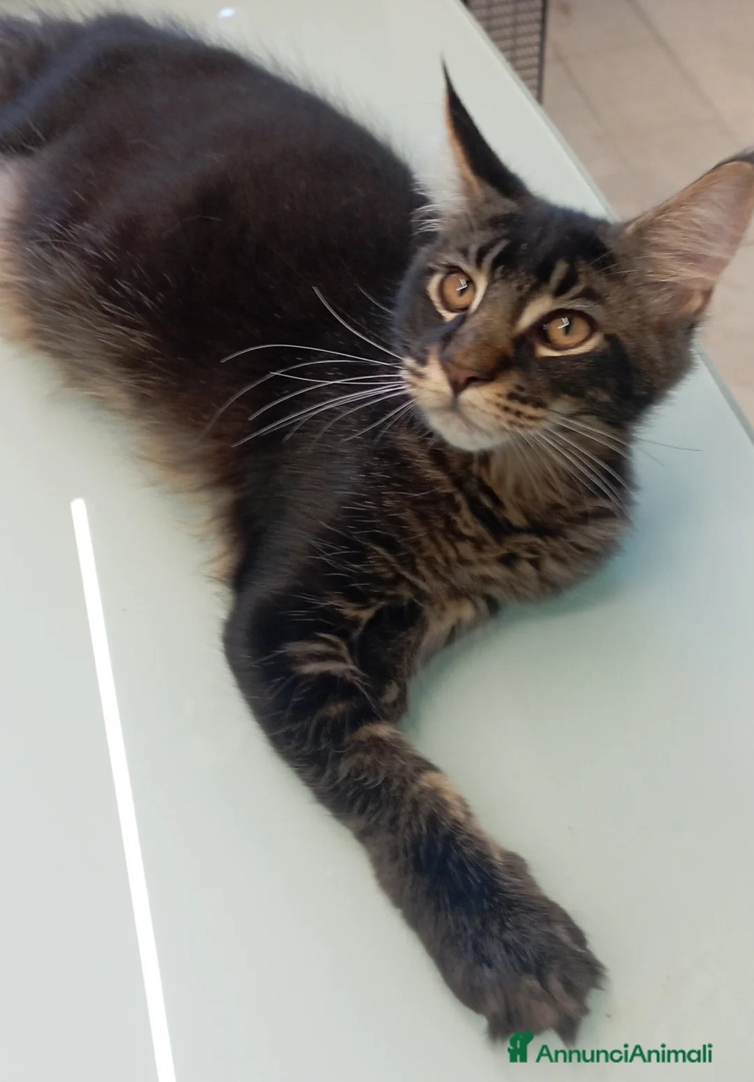 Maine Coon gatti in vendita: Maine Coon con pedigree  - Annuncio 16