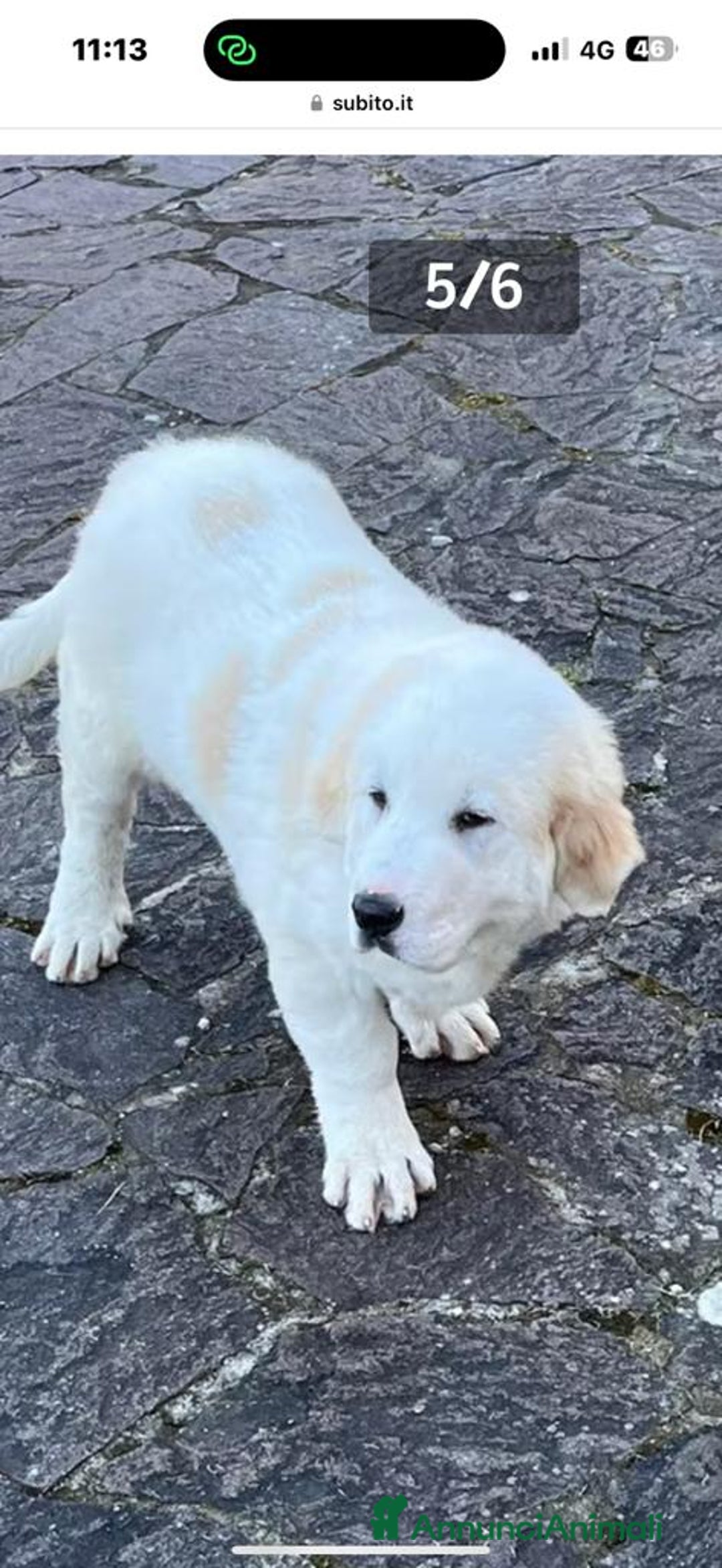 Pastore Asia Centrale cani in vendita: PASTORI ASIA CENTRALE - Annuncio 11