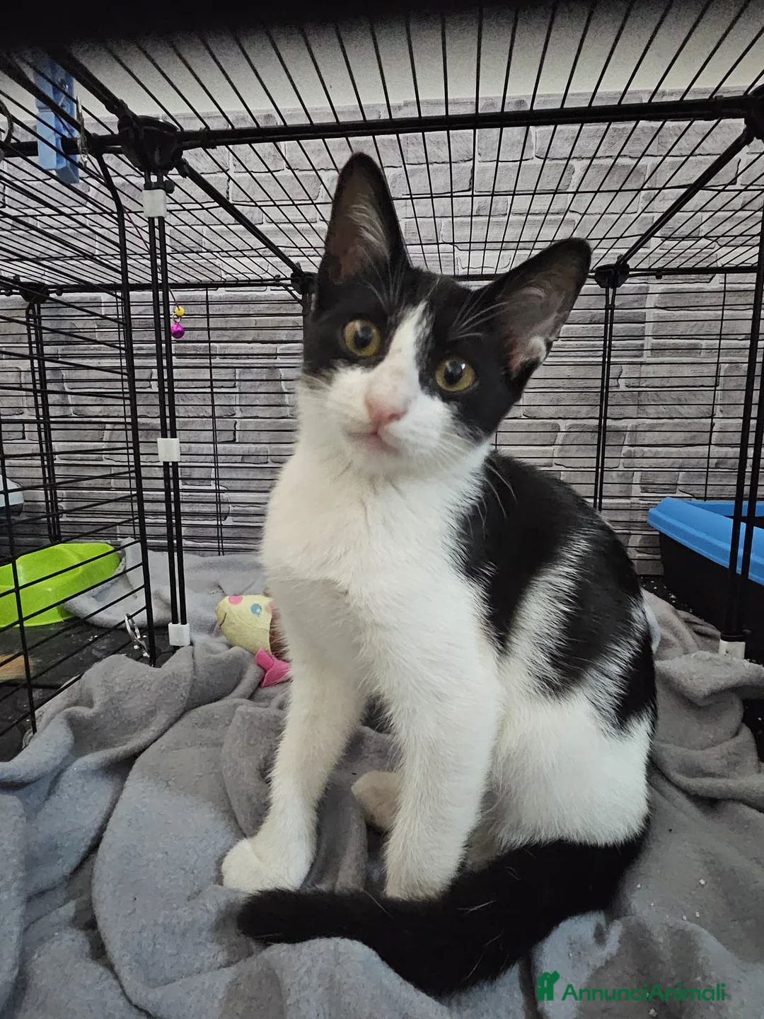 Altre razze gatti in regalo: CERCA CASA 🏡 Sassoferrato (AN) - Annuncio 1