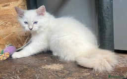 Ragdoll gatti in vendita: Ragdoll cucciolo con pedigree  a Provincia di Pavia - Immagine 6