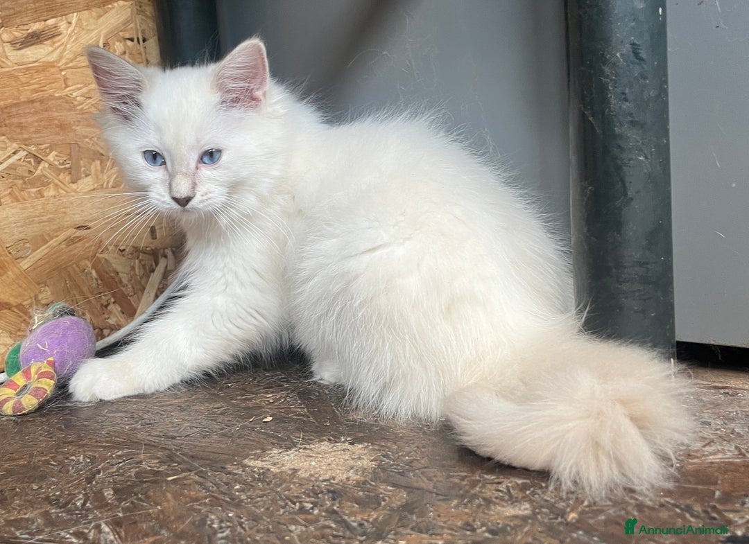 Ragdoll gatti in vendita: Ragdoll cucciolo con pedigree  a Provincia di Pavia - Immagine 6