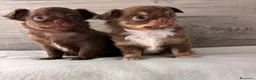 Chihuahua cani in vendita: Cuccioli di chihuahua con pedigree - Annuncio 3