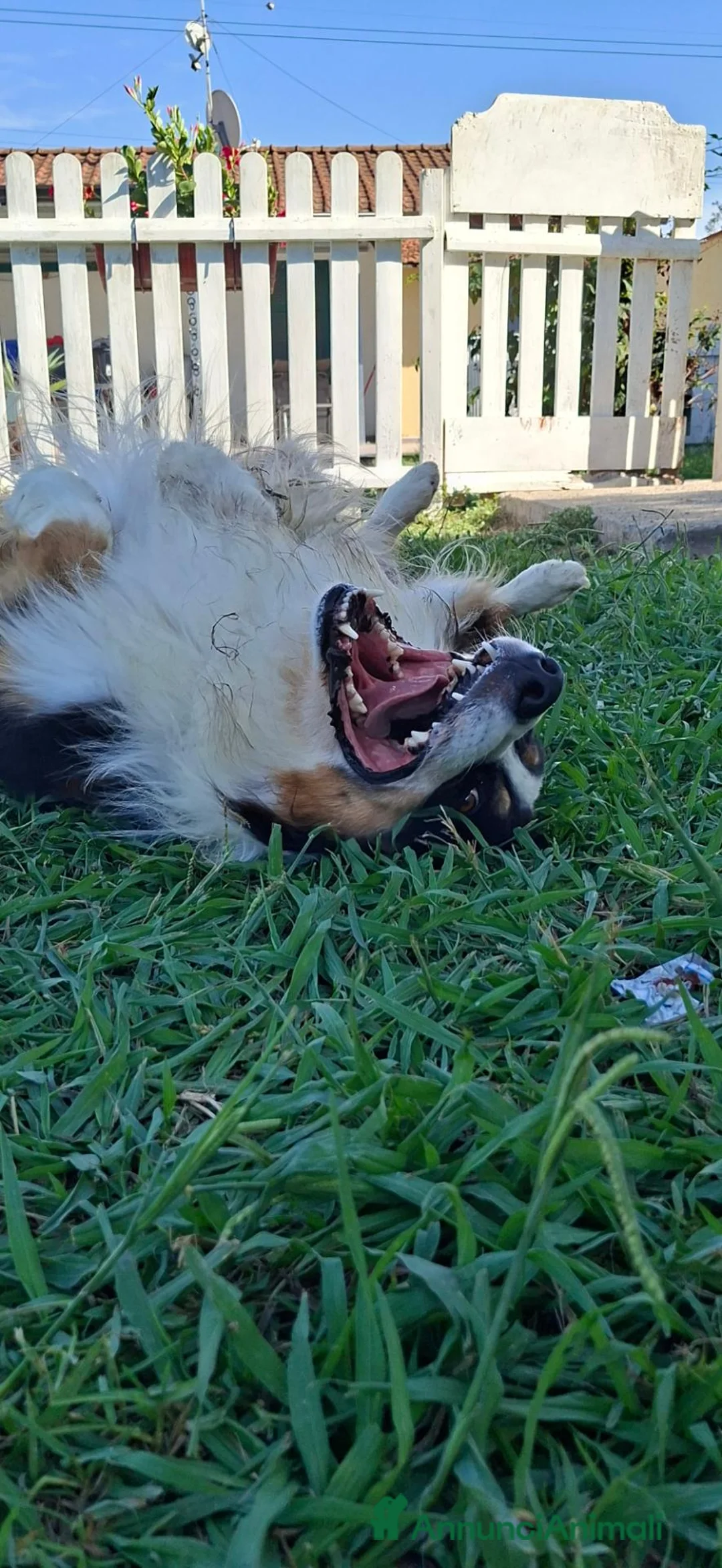 Australian Shepherd cani in regalo: Boris a Provincia della Spezia - Annuncio 2