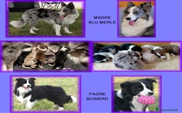 Border Collie cani in vendita: CUCCIOLO SEAL MERLE TRICOLOR BORDER COLLIE a Città metropolitana di Roma Capitale - Immagine 8
