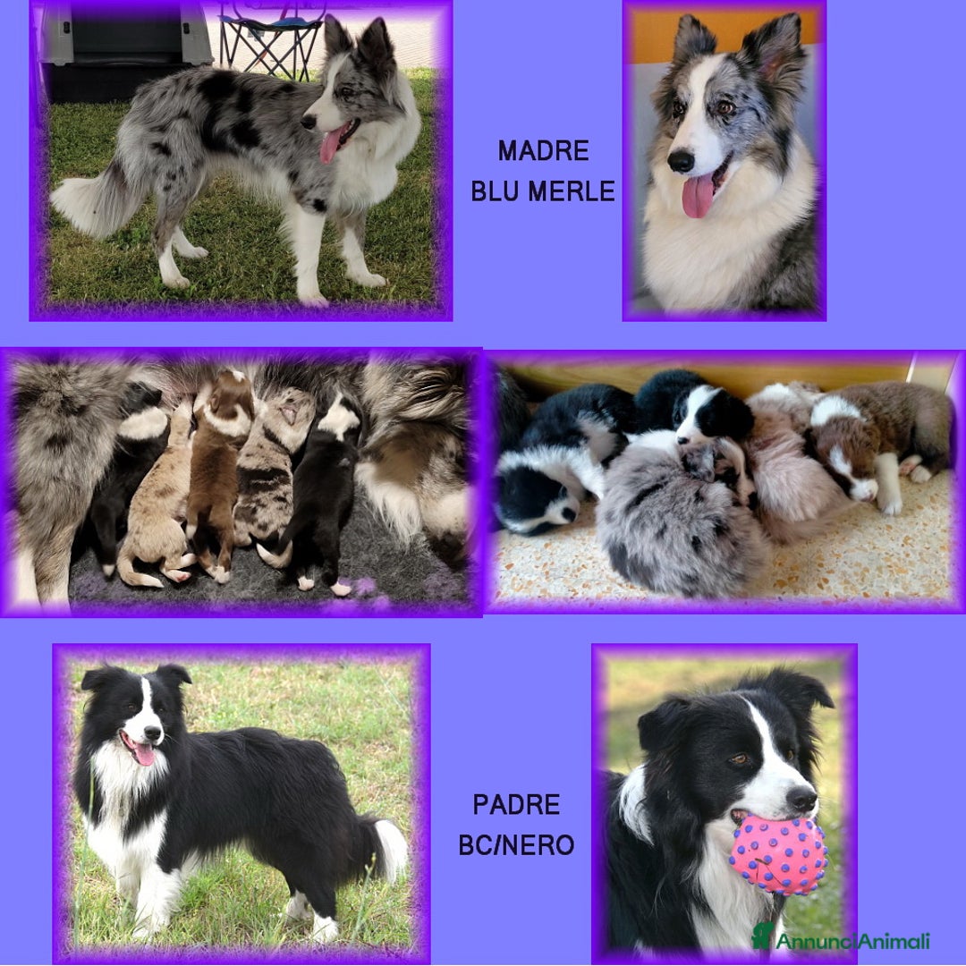 Border Collie cani in vendita: CUCCIOLO SEAL MERLE TRICOLOR BORDER COLLIE a Città metropolitana di Roma Capitale - Immagine 8