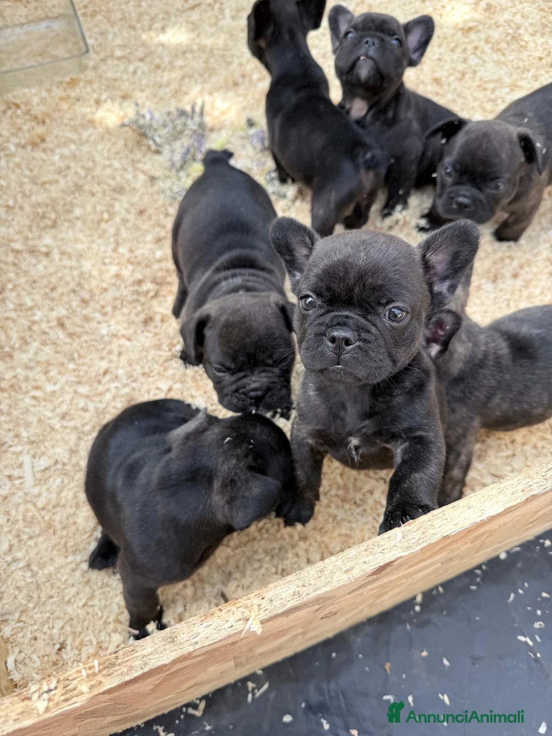 Bulldog Francese cani in vendita: Bulldog francese  - Annuncio 2