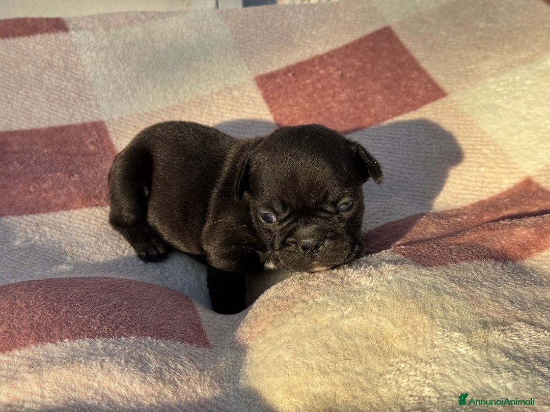 Bulldog Francese cani in vendita: Bulldog francese cuccioli - Annuncio 10