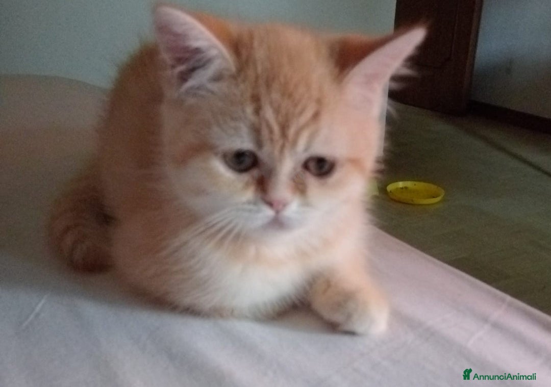 Scottish gatti in vendita: Gattini Scottish Straight  a Provincia di Modena - Immagine 2