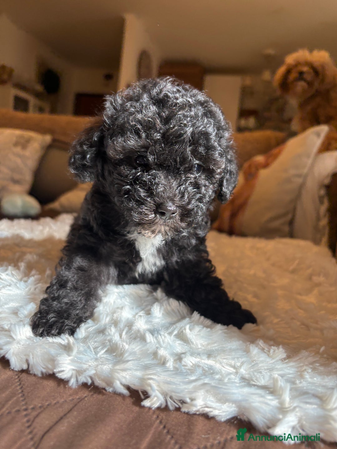 Barboncino Toy cani in vendita: barboncini toy - Annuncio 6