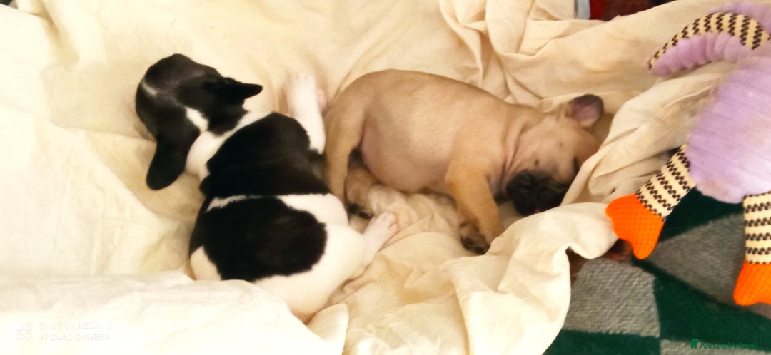 Bulldog Francese cani in vendita: CUCCIOLA DI BOULDOGUE FRANCESE  a Province of Pavia - Immagine 7