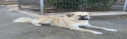Meticcio cani in regalo: Burka 1 anno, buonissima - Annuncio 3
