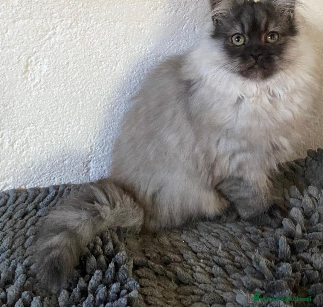 Persiano gatti in vendita: Cucciolo di persiani normotipo MASCHIO  - Annuncio 18