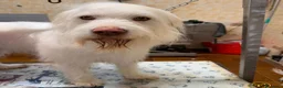 Meticcio cani in regalo: TRADITO DA CHI AMAVA! 2 ANNI a Provincia di Ferrara - Annuncio 4