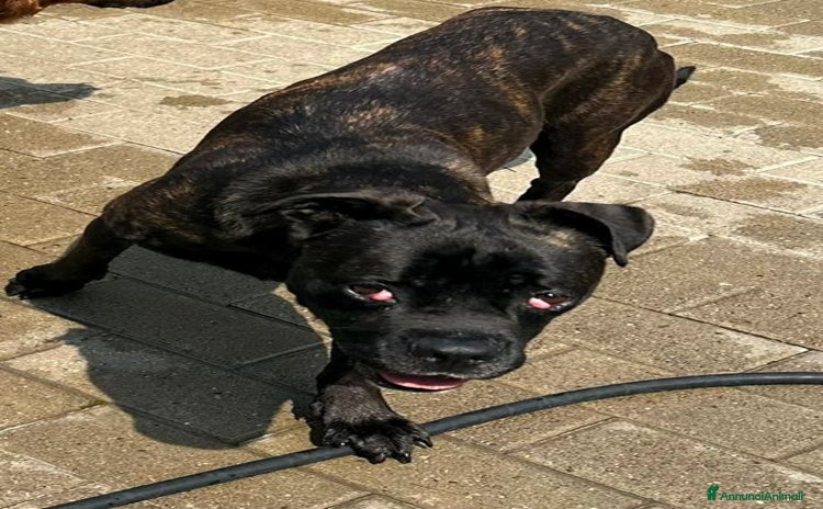 Meticcio cani CHERRY BOXERINA - Annuncio 9