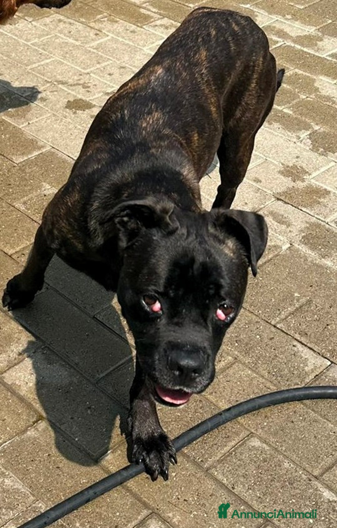 Meticcio cani in regalo: CHERRY BOXERINA - Annuncio 1