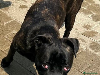 Meticcio cani CHERRY BOXERINA - Annuncio 4