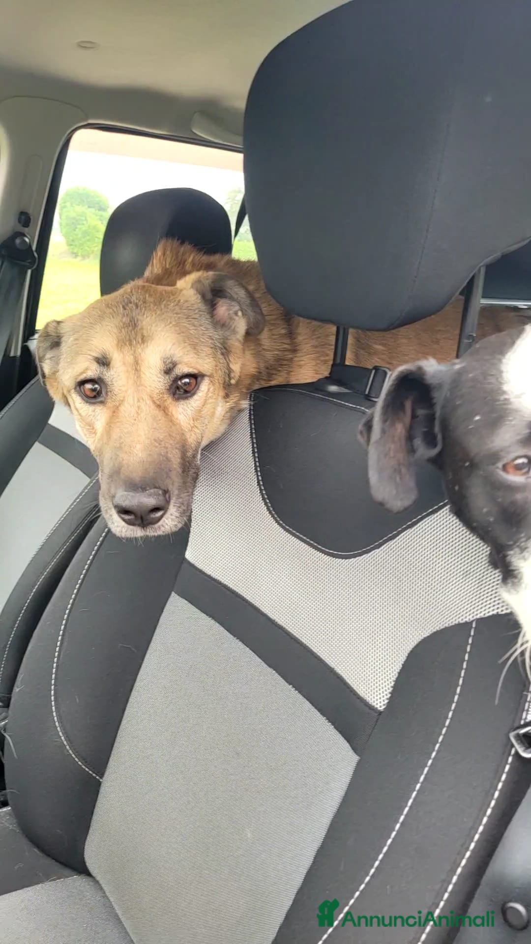 Meticcio cani in regalo: Splendido meticcio - Whisky - Annuncio 7