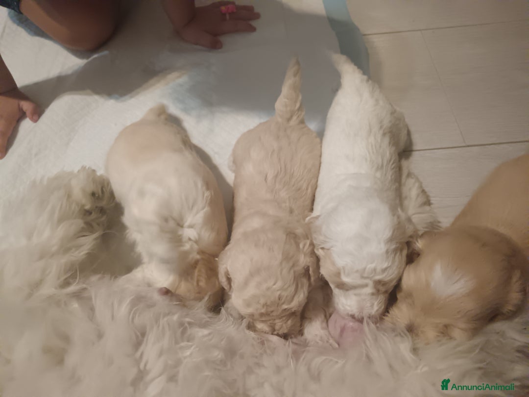 Maltese cani in vendita: Cuccioli di Maltipoo a Città Metropolitana di Torino - Immagine 1
